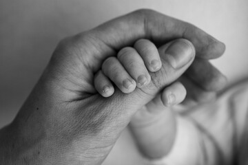 The newborn baby has a firm grip on the parent's finger after birth. Close-up little hand of child and palm of mother and father. Parenting, childcare and healthcare concept. Black and white photo.