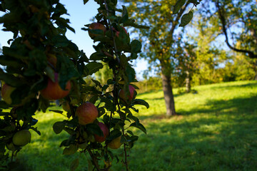 apples on tree