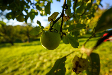 green apple on tree