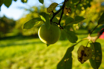 green apple tree