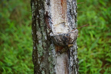 The traditional pine resin extraction process