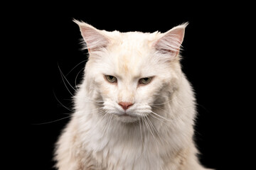 Close-up purebred cat, big fluffy Maine Coon cat posing isolated on black studio background. Animal life concept