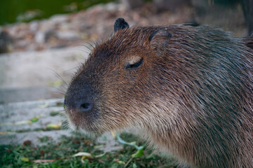 Portrait of Capybara. Animal in close up. Hydrochoerus Hydrochaeris Side View Giant Rodent from South American Savannas, Swamps and Grasslands