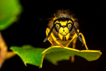 Close-up view of head of live European hornet (Vespa crabro)--the largest eusocial wasp native to Europe (4 cm) and the only true hornet found in North America, introduced there in the 1800s.