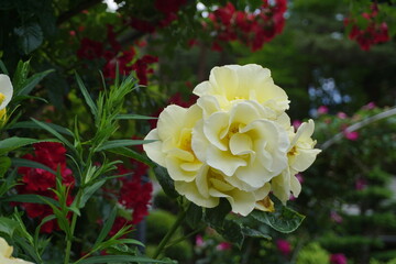 黄色く大きいバラ