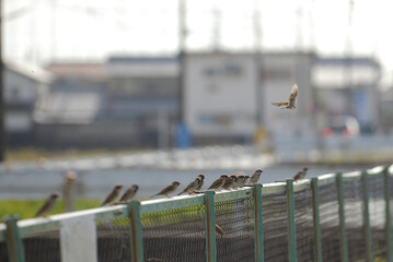 獲物を前に柵に止まって一点を見つめる雀の群れ