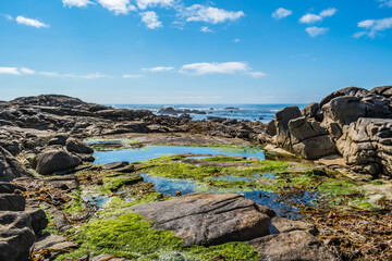Perspective of rocks with moss and algae and water puddles with the Atlantic Ocean in the background
