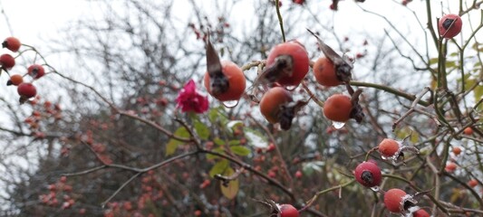 red berries in winter