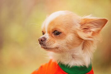 Portrait of a white long-haired dog against a background of greenery. Chihuahua in clothes.