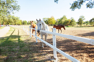 Beautiful horses on country farm paddock, along fence. Summer sunny day. Countryside landscape.