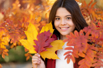 happy child with autumn colorful leaves at rowan tree, portrait