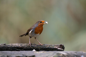 European Robin (Erithacus rubecula) on bird table, with food in the moth.