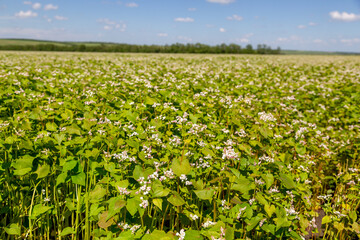 Buckwheat blooms in the field. White flowers. Sky with dark clouds.