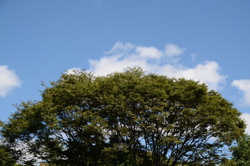 Obraz premium 空と木