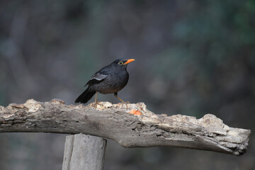 Grey-winged blackbird, Turdus boulboul, Sattal Uttarakhand, India