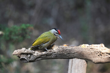 Grey-headed woodpecker, Picus canus, Sattal Uttarakhand, India