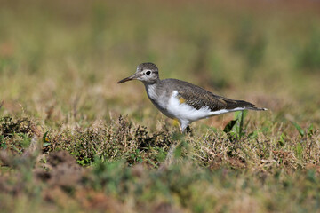 Common Sandpiper, Actitis hypoleucos, Kolhapur, Maharashtra, India. Found in wetlands and migrate...