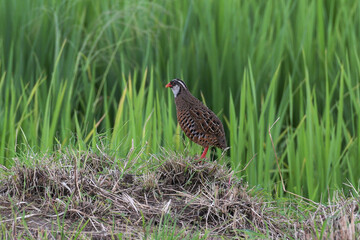 Painted Bush Quail, Perdicula erythrorhyncha, Endemic to India, Kolhapur, Maharashtra, India