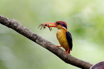 Oriental Dwarf Kingfisher with crab kill, Ceyx erithaca, Sindhudurg, Maharashtra, India