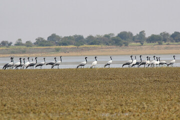 A row of Demoiselle cranes, Grus virgo, Solapur, Maharashtra, India