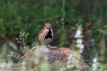 Rain quail or Black-breasted quail, Coturnix coromandelica, Pune, Maharashtra, India