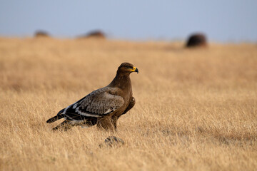 Obraz premium Steppe eagle, Aquila nipalensis, Kolhapur, Maharashtra, India