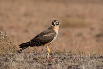 Pale or Pallid Harrier Female, Circus macrourus, Kolhapur, Maharashtra, India