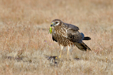 Montagu's harrier Female with Grasshopper kill, Circus pygargus, Kolhapur, Maharashtra, India