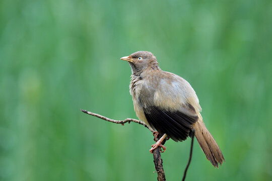 Jungle Babbler, Argya striata, Kolhapur, Maharashtra, India