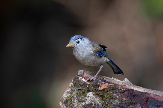 Blue-winged Minla, Actinodura cyanouroptera, Sattal, Uttarakhand, India