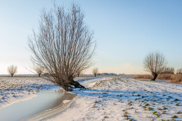 Crooked willow tree in a Dutch winter landscape. The photo was taken on a cold but sunny day near...