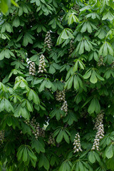 Plakat blossoming chestnut tree close up
