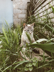 beautiful funny cat funny chews grass in the garden