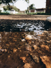 a lot of snails near a puddle, family of snails