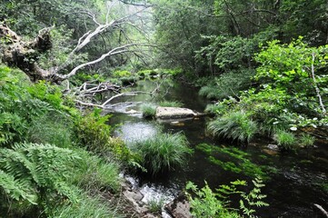 Cauce de un río en Galicia