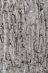 dry tree bark texture background