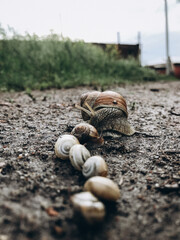 a lot of snails near a puddle, family of snails