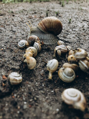 a lot of snails near a puddle, family of snails