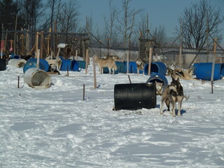 Balade forestière en traineau tiré par des chiens, près de la ville de Québec, husky attaché...