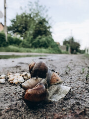 a lot of snails near a puddle, family of snails
