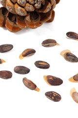 pine nuts isolated on white background