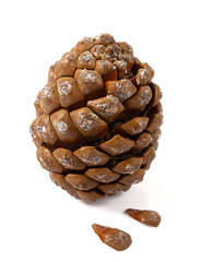 pine nuts isolated on white background