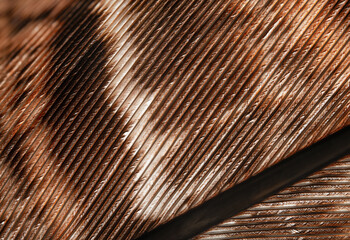 Macro shot of pheasant feather background texture