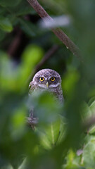 Spotted owlets on a tree.