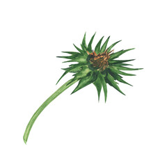 Milk thistle plant isolated on white background. Watercolor hand drawing illustration. Silybum Marianum herbal element with purple flower and leaves. Perfect for medical design.