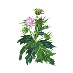 Milk thistle plant isolated on white background. Watercolor hand drawing illustration. Silybum Marianum herbal element with purple flower and leaves. Perfect for medical design.
