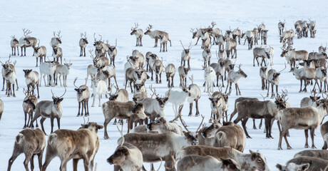running herd of reindeer, Russia, Siberia, Yamal	
