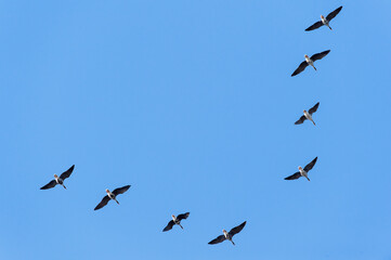 a school of geese flying in the spring