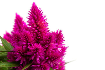 celosia deep purple isolated on white background