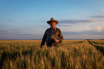 Senior farmer standing in wheat field examining crop at sunset.